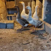 غاز|حیوانات مزرعه|بوکان, |دیوار