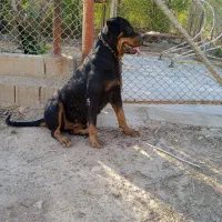 سگ ماده روتوایلر در امیدیه
