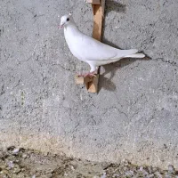 سفید کاکلی ماده عتیقه|پرنده|لار, |دیوار