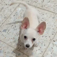 سگ گمشده