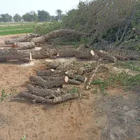 بریدنه درخت و نخل|خدمات باغبانی و درختکاری|سوسنگرد, |دیوار