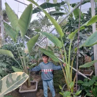 گل وگیاه آپارتمانی وانواع نهال