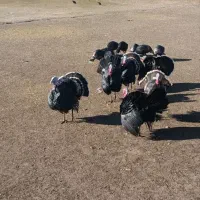 بوقلمون|حیوانات مزرعه|چالدران, |دیوار