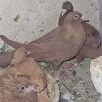 سرخ کرمونی|پرنده|تربت‌حیدریه, رباط سفلی|دیوار