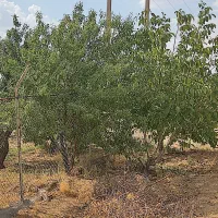 1000متر زمین کشاورزی|فروش زمین و ملک کلنگی|شاهینشهر, بوستان حافظ|دیوار