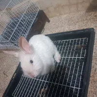 خرگوش سفید