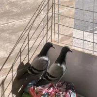 دو تا کبوتر پلاکی مسافتی قیمت توافقی|پرنده|مرودشت, ابوذر جنوبی|دیوار