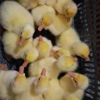 جوجه قوغاز لیندا ۱۰ روزه