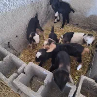 گوسفند|حیوانات مزرعه|مرودشت, دولت آباد|دیوار