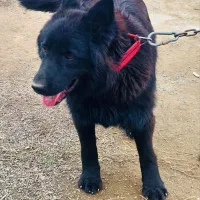 ژرمن بلک وارداتی نر و ماده .و یک ژرمن شفرد نر