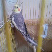 عروس هلندی سخن گو