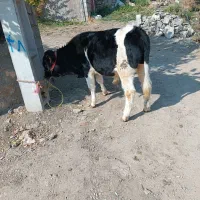 گوساله نر|حیوانات مزرعه|سیلوانه, |دیوار