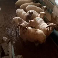 فروش بره نر و ماده|حیوانات مزرعه|اسالم, |دیوار