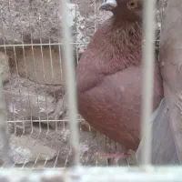 دو عدد کفتر سرخ یکی کاکولی یکی بدون کاکول فروشی