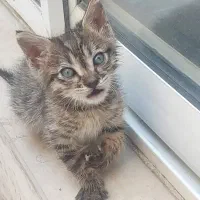 واگذاری دو عدد گربه