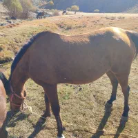 مادیا و کره مادیان فروشی