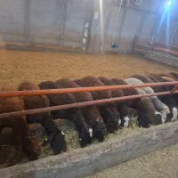 گوسفند پرواری