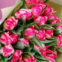 اجاره سوئیت شیک