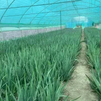 تولید و پخش انواع سایبان گلخانه (شید)و توری سایبان|عمده‌فروشی|هشتگرد, شهرک بعثت|دیوار