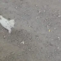 خروس محلی جوان