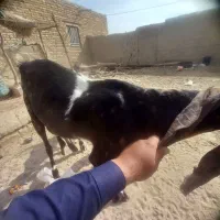 بز گلابی اصل  با دوتا کهر ماده|حیوانات مزرعه|زهک, |دیوار