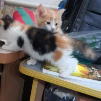 گربه|گربه|مشهد, یاس|دیوار