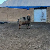 قوچ ترکی|حیوانات مزرعه|درودزن, |دیوار