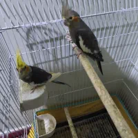 جفت عروس مولد نر سخن گو