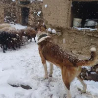 سگ گله|سگ|گلپایگان, |دیوار