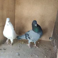 نر پاکستانی ماده کلدار|پرنده|قم, شاد قلی|دیوار