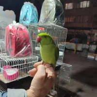 جوجه ملنگو نر فندق سخنگو رام دستی باهوش بازیگوش|پرنده|تهران, سلسبیل شمالی|دیوار