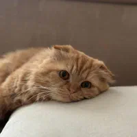 گربه نر آماده جفت گیری