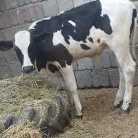گاو هلندی و گوساله سه ماهه|حیوانات مزرعه|رودبار (کرمان), |دیوار