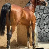 اسب|اسب و تجهیزات اسب‌سواری|شیراز, حسن آباد|دیوار