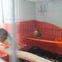 قناری ماده آماده. تخم خاکی کرده|پرنده|مشهد, نوید|دیوار