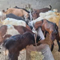 کهره نر