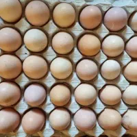 تخم مرغ محلی