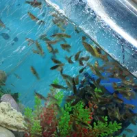 ماهی گوپی کوپی دونه ای 10 تومن|ماهی|اصفهان, دوطفلان|دیوار