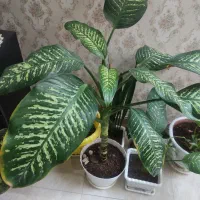 فروش گل|گل و گیاه طبیعی|سبزوار, قصبه شرقی|دیوار