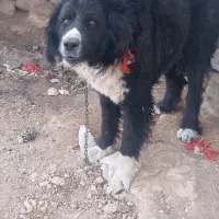 سگ گله ای|سگ|خوانسار, |دیوار