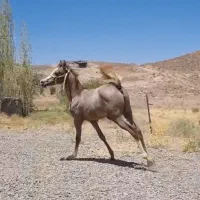 مادیان عرب و بومی