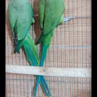 طوطی ملنگومولد معاوضه باگرینچیک. گلدین. قناری|پرنده|مشهد, شهید قربانی|دیوار