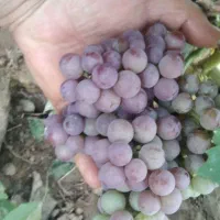 زمین و باغ ویلا در مجتمع باغی مسکونی