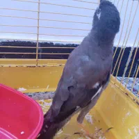 قناری فنچ مرغ مینا