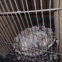 کبوتر پرنده