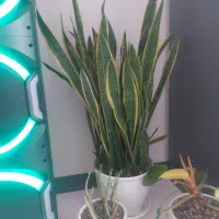 گل اپارتمانی|گل و گیاه طبیعی|پاکدشت, پاکدشت (مامازند)|دیوار