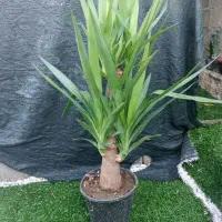 انواع گل گیاه|گل و گیاه طبیعی|خورموج, |دیوار