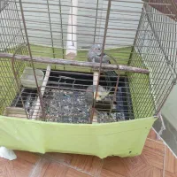 یک جفت عروس هلندی سالم سرحال