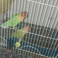 طوطی|پرنده|بم, |دیوار
