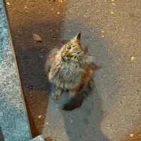 واگذاری گربه ماده ۸ ماهه